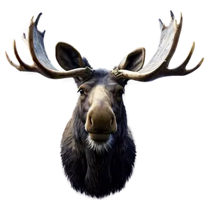 Detailed Moose Head Drawing Png Riy88 PNG Image