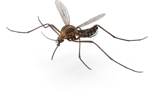 Detailed Mosquito Illustration.png PNG Image