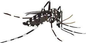 Detailed Mosquito Illustration PNG Image