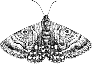 Detailed Moth Illustration PNG Image