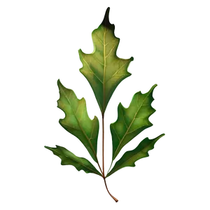 Detailed Oak Leaf Png 06292024 PNG Image