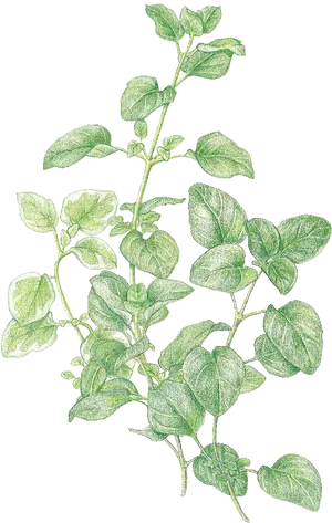 Detailed Oregano Sketch.png PNG Image