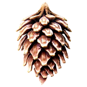 Detailed Pinecone Outline Png Gio59 PNG Image