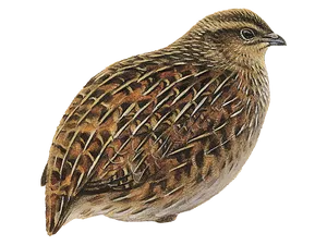 Detailed Quail Illustration PNG Image