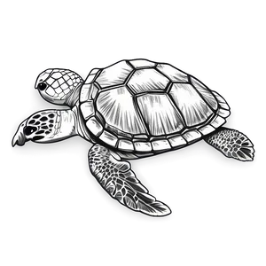 Detailed Sea Turtle Sketch Png 05242024 PNG Image