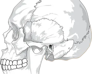 Detailed Skull Illustration.png PNG Image