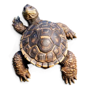 Detailed Snapping Turtle Artwork Png 06252024 PNG Image