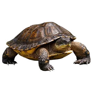 Detailed Snapping Turtle Artwork Png Xmn PNG Image