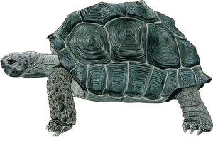 Detailed Tortoise Drawing PNG