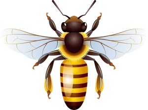 Detailed Wasp Illustration.png PNG Image