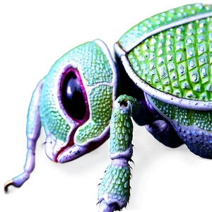 Detailed Weevil Artwork Png Mmc58 PNG Image