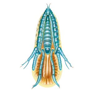 Detailed Zooplankton Drawing Png Rrl16 PNG Image