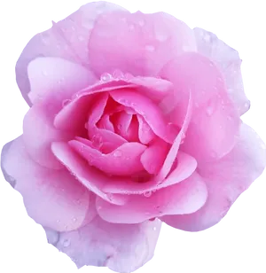 Dew Kissed Pink Rose PNG Image