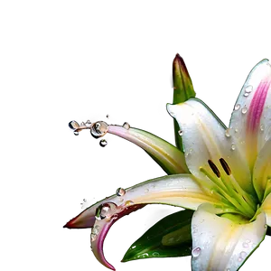 Dew On Lily Flower Png 24 PNG Image