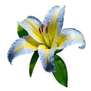 Dew On Lily Flower Png 60 PNG Image