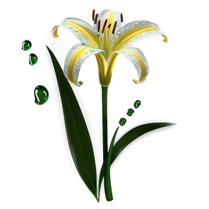 Dew On Lily Flower Png Iis PNG Image