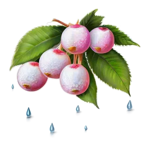 Dewy Fresh Lychee Png 06252024 PNG Image