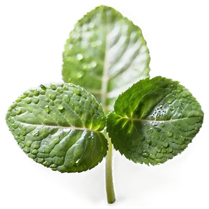 Dewy Mint Leaves Png Ujm PNG Image