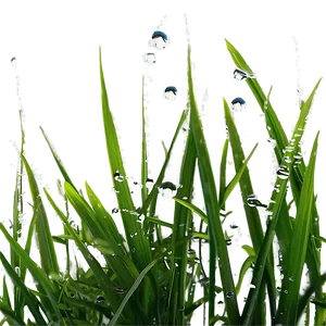 Dewy Wild Grass Morning Png Vbw PNG Image