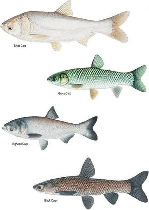 Different Carp Species Illustration PNG Image