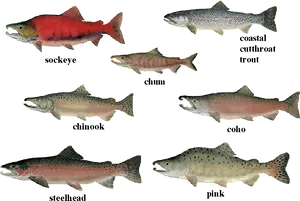 Different Speciesof Salmonand Trout PNG Image