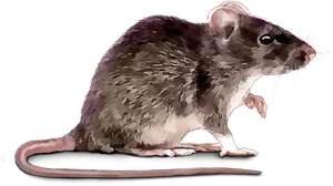 Digital Art Rat Profile PNG Image