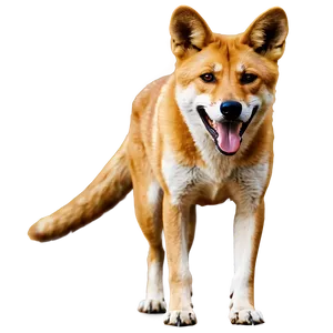 Dingo Conservation Image Png 41 PNG Image