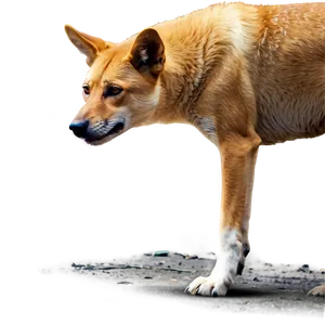 Dingo In Brushland Png Fkk PNG Image