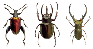 Diverse Beetle Species Triad PNG Image