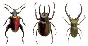 Diverse Beetle Species PNG Image