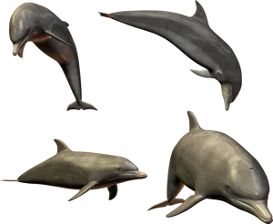 Diverse Dolphin Poses3 D Render PNG Image