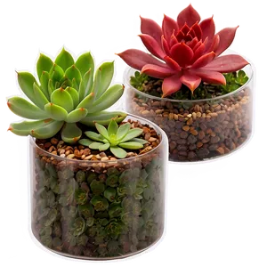 Diy Succulent Project Png 13 PNG Image