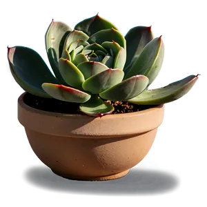 Diy Succulent Project Png Dhv PNG Image