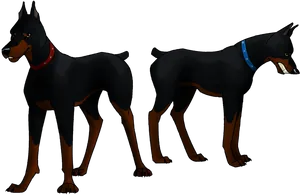 Doberman Duo Standingand Walking PNG Image