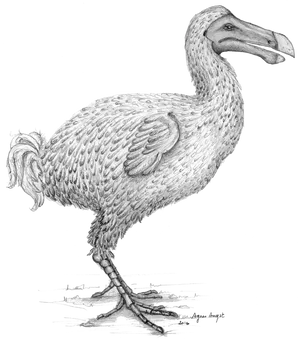 Dodo Bird Illustration PNG Image