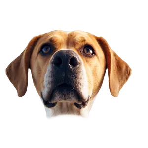 Dog Face Portrait Photo Png 06212024 PNG Image