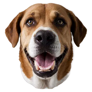 Dog Face Portrait Photo Png Ngu PNG Image