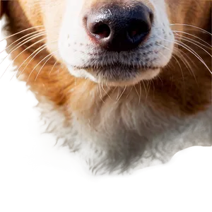 Dog Nose D PNG Image