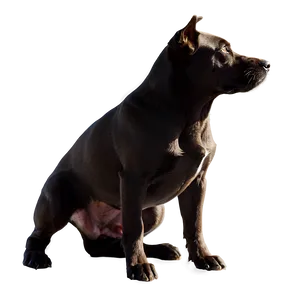 Dog Silhouette Transparent Png Imv7 PNG Image