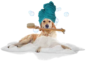 Dog Spa Day Bath Time PNG Image