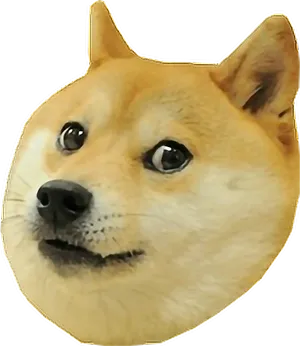 Doge Meme Iconic Shiba Inu PNG Image