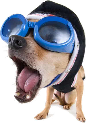 Dogin Gogglesand Hoodie PNG Image