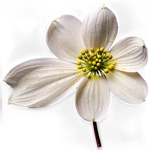 Dogwood Flower Png Tme PNG Image