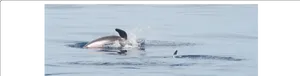 Dolphin Leaping Off Mozambique Coast PNG Image