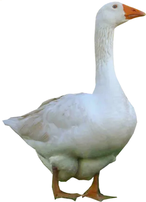 Domestic Goose Standing Transparent Background.png PNG Image