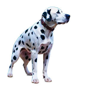 Downcast Dalmatian Png Cvr PNG Image