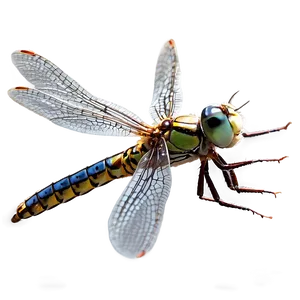 Dragonfly Hovering PNG 81 PNG