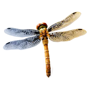 Dragonfly Hovering PNG Jjl20 PNG