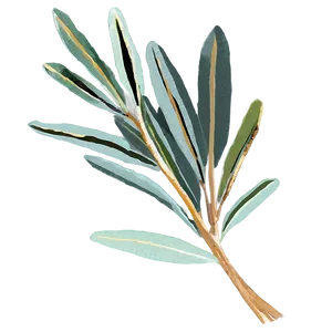 Dried Eucalyptus Bundle Png Ptu PNG Image