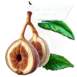 Dried Fig Graphic Png 5 PNG Image